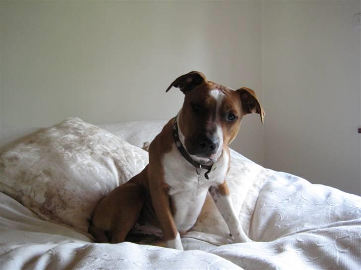 Amerikansk staffordshire terrier ¤LIEVA¤ billede 17