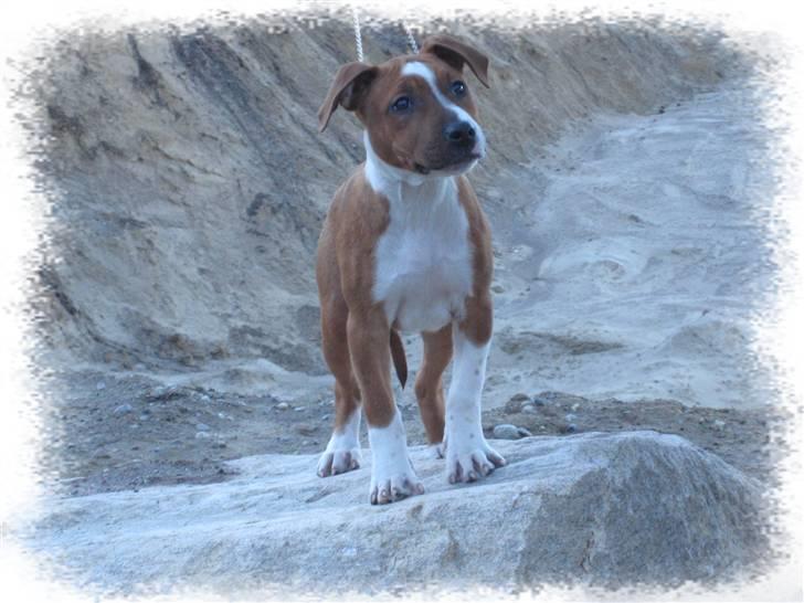 Amerikansk staffordshire terrier ¤LIEVA¤ billede 18