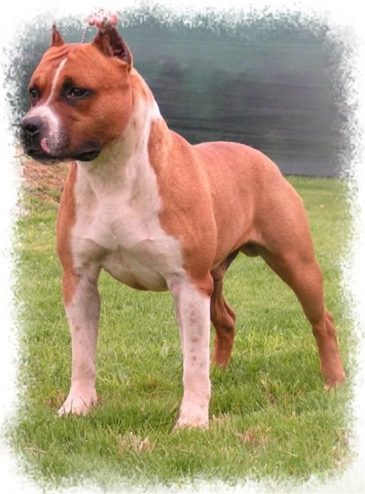 Amerikansk staffordshire terrier ¤LIEVA¤ - Lievas far billede 19