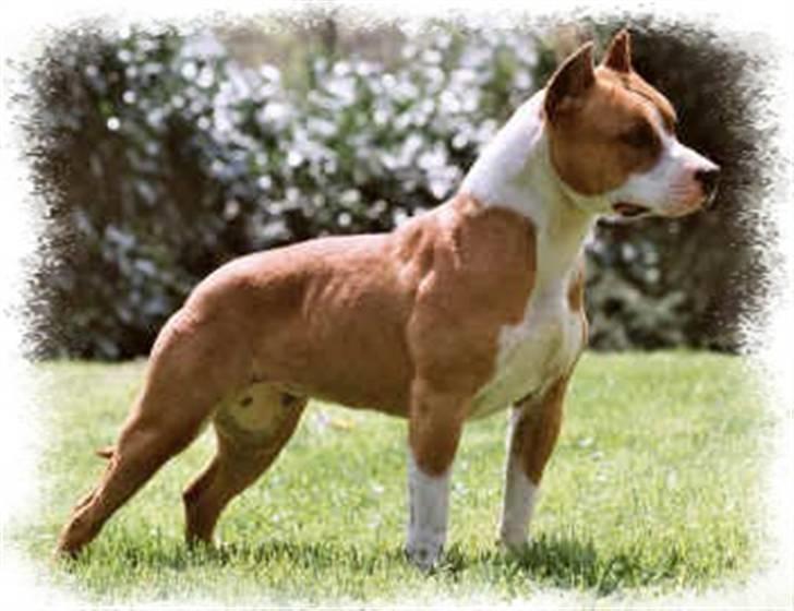 Amerikansk staffordshire terrier ¤LIEVA¤ - Lievas mor billede 20