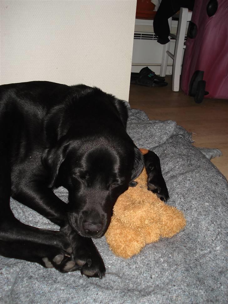 Labrador retriever Tanja - ææælsker mit tøjdyr - Elgen Helge billede 12