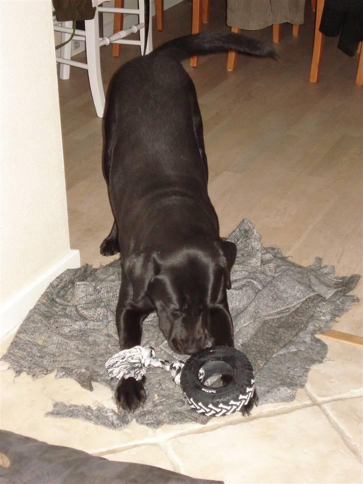 Labrador retriever Tanja - Ihhh - den dumme snor - så kan dækket ikke trille billede 13