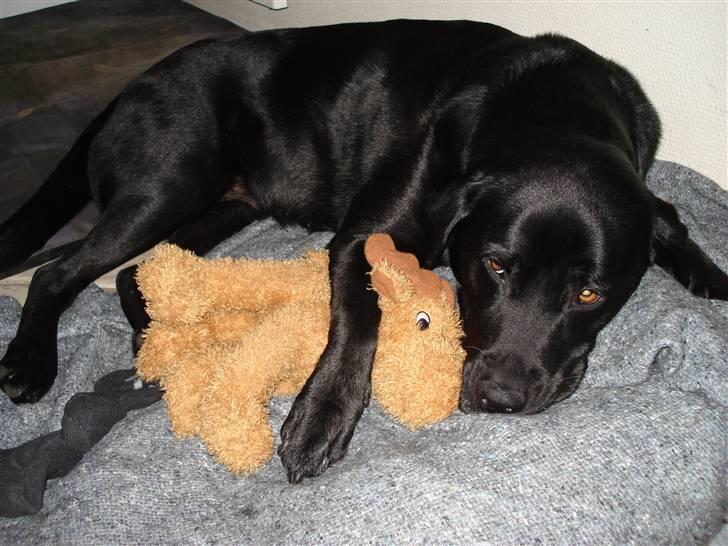 Labrador retriever Tanja - I tager ham ikke - bare fordi han er savlet til !! billede 14