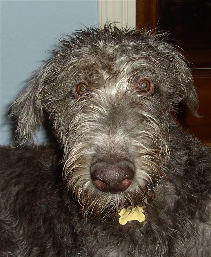 Skotsk hjortehund Arnold. Død 19. okt. 2012 - Arnold. Skotsk Hjortehund billede 1