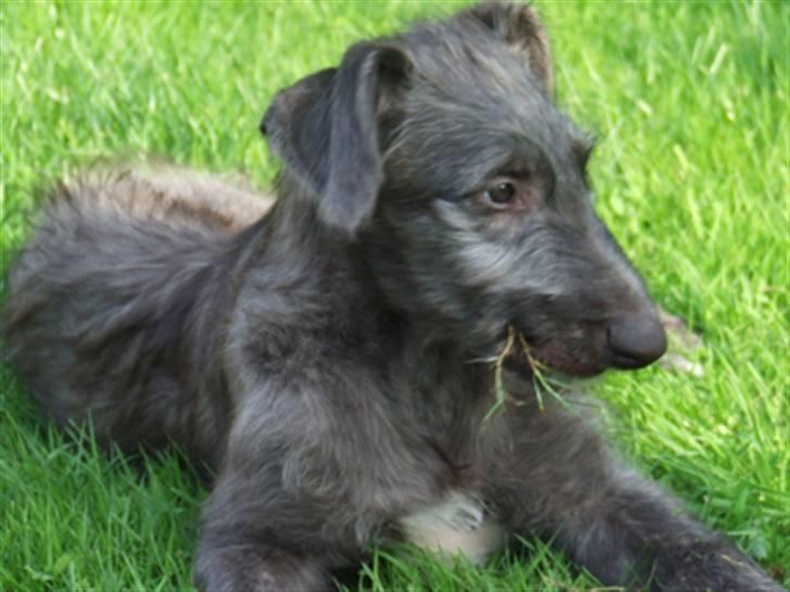 Skotsk hjortehund Arnold. Død 19. okt. 2012 - 4 mdr. billede 2