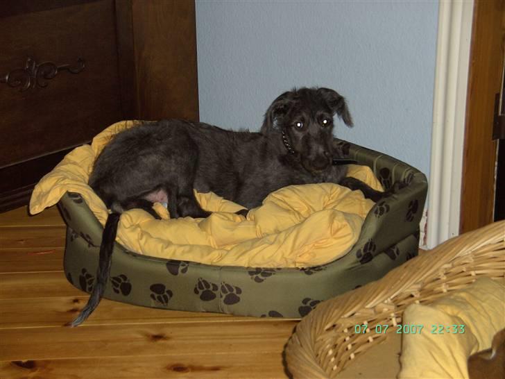 Skotsk hjortehund Arnold. Død 19. okt. 2012 - Mit nye hjem og første hundeseng, den blev for lille efter 3 uger billede 3