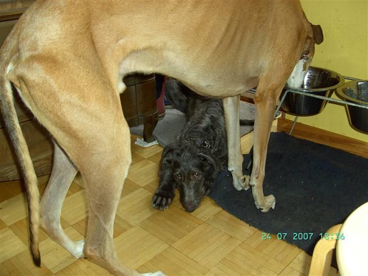 Skotsk hjortehund Arnold. Død 19. okt. 2012 - Mon snart ham Albert er færdig så vi kan lege billede 4