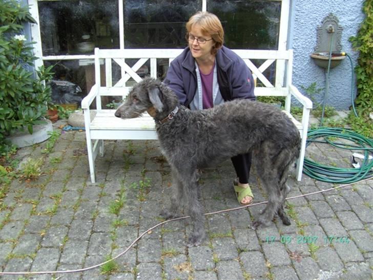 Skotsk hjortehund Arnold. Død 19. okt. 2012 - 5 mdr billede 5