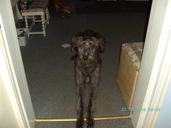 Skotsk hjortehund Arnold. Død 19. okt. 2012 - Så stor/lang er jeg nu, 10 mdr billede 6