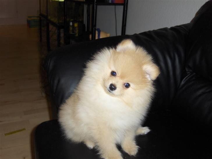 Pomeranian Svendsen - 10 uger billede 2