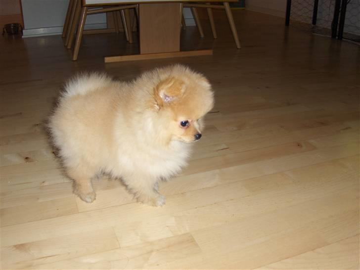 Pomeranian Svendsen - 9 uger billede 3