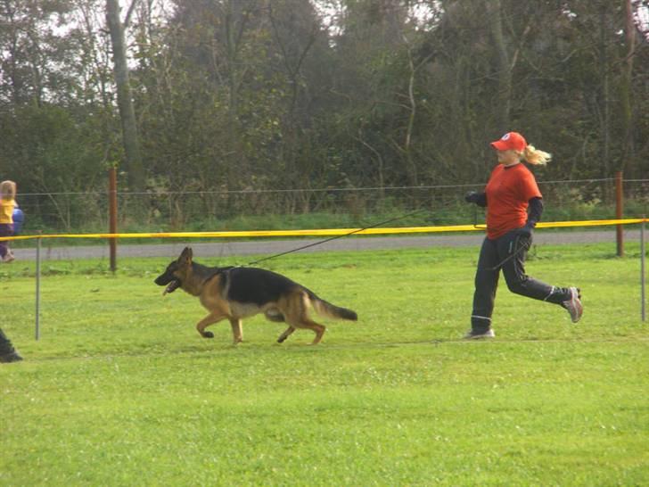 Schæferhund Houen James Dean - Janni løber med James dean tilkombisku i kreds 67 blev SG 1 billede 6