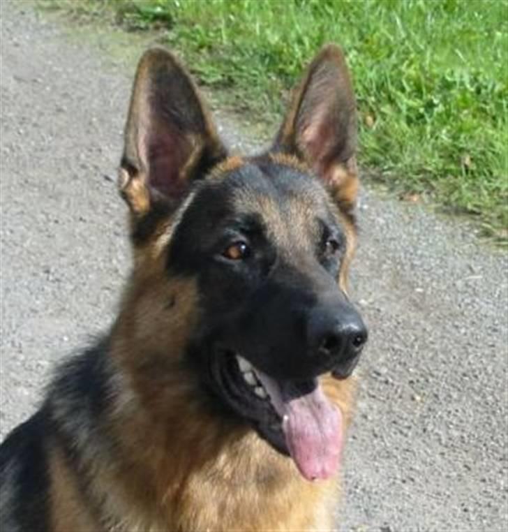 Schæferhund Houen James Dean billede 5