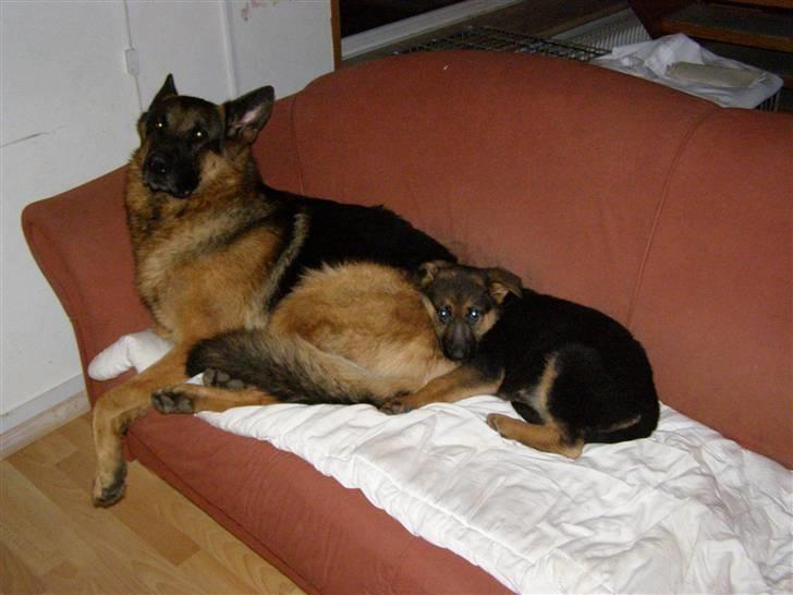 Schæferhund Houen James Dean - Houens James Dean og Houen Sigge Slapper af en pøle tur billede 9