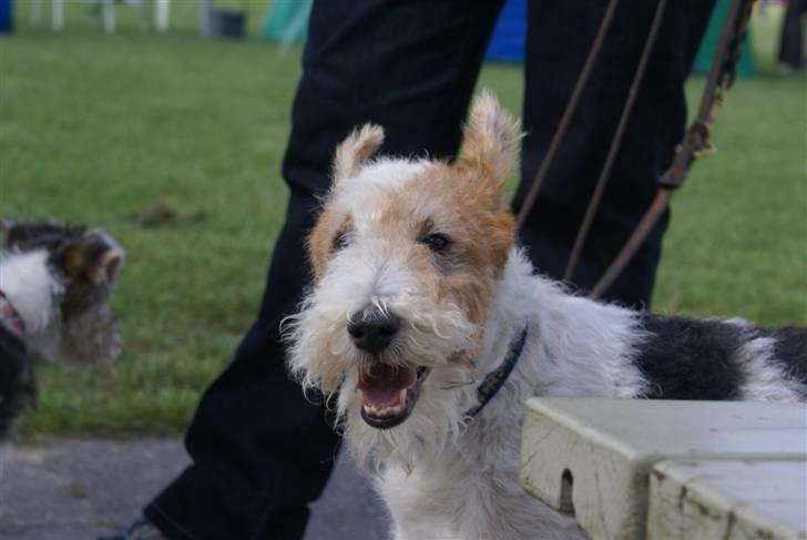 Ruhåret foxterrier Onslow - Yep jeg er ved at være klar til DM 2007 billede 9