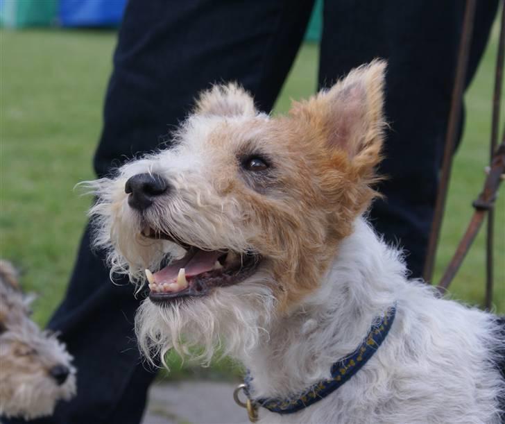 Ruhåret foxterrier Onslow - SÅ er jeg KLAR billede 10