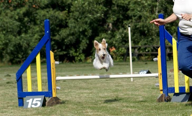 Ruhåret foxterrier Onslow - Vupti  - så er det klaret billede 11
