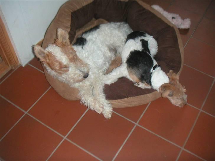Ruhåret foxterrier Onslow - Hvem har lagt den dersen der????? billede 12