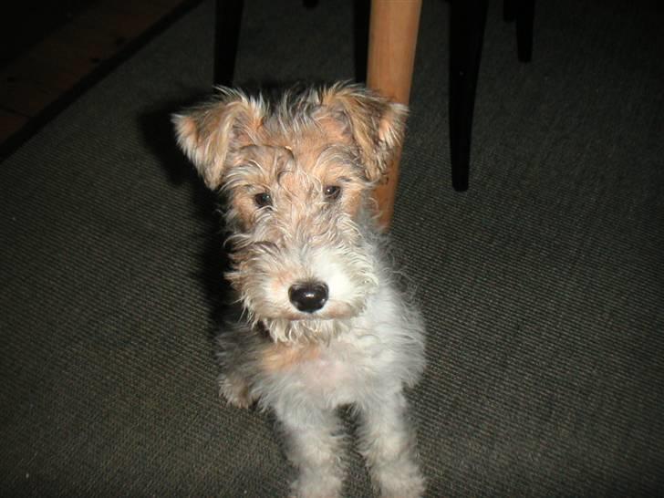 Ruhåret foxterrier Penny billede 1