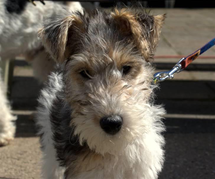 Ruhåret foxterrier Penny billede 2