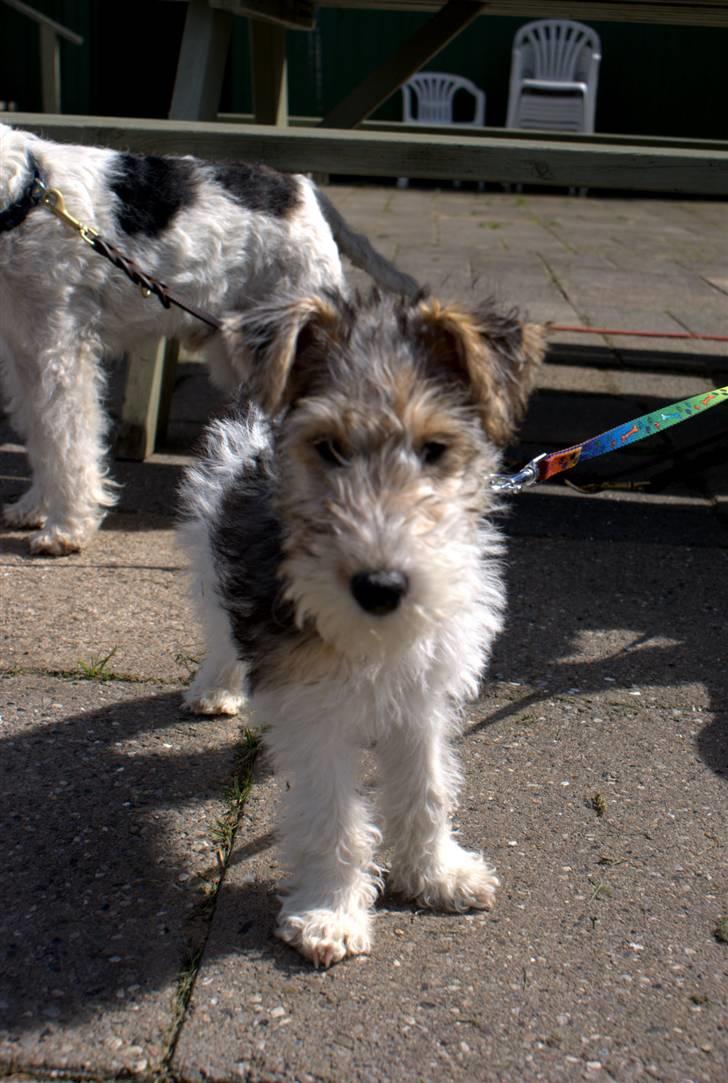 Ruhåret foxterrier Penny billede 3