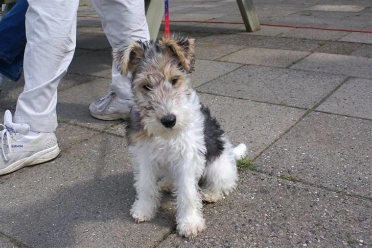 Ruhåret foxterrier Penny billede 4