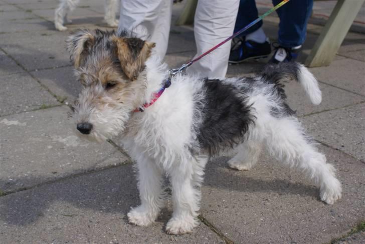 Ruhåret foxterrier Penny billede 5