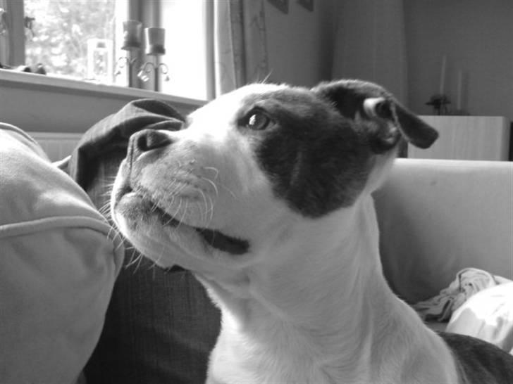 Amerikansk bulldog Cindy billede 1