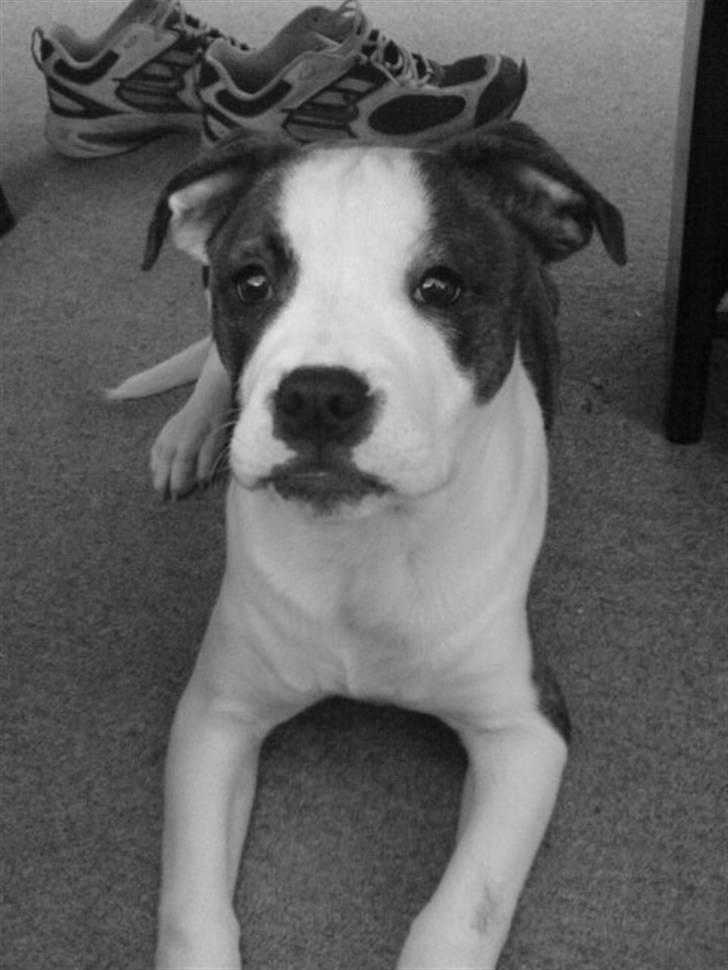 Amerikansk bulldog Cindy billede 2