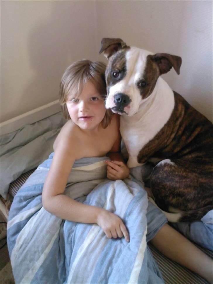 Amerikansk bulldog Cindy billede 3