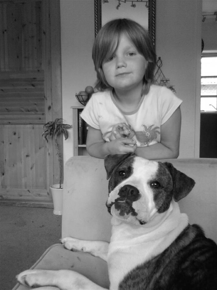 Amerikansk bulldog Cindy billede 4