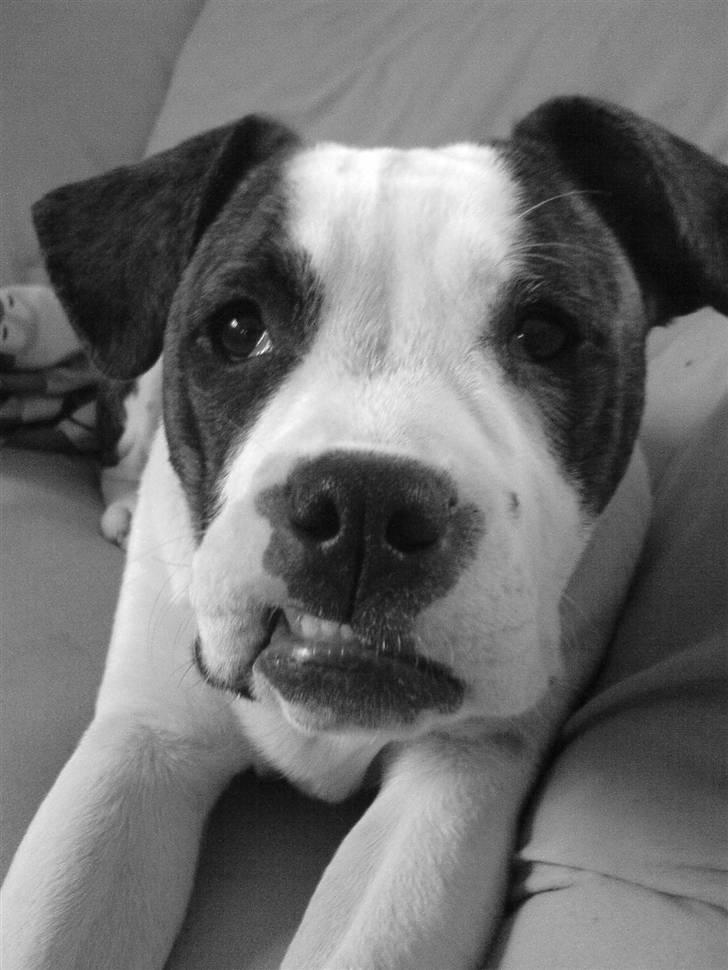 Amerikansk bulldog Cindy billede 5