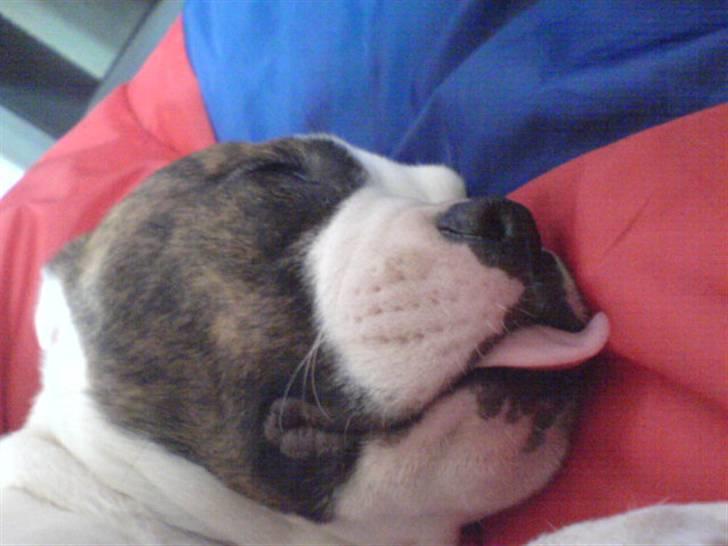 Amerikansk bulldog Cindy billede 6