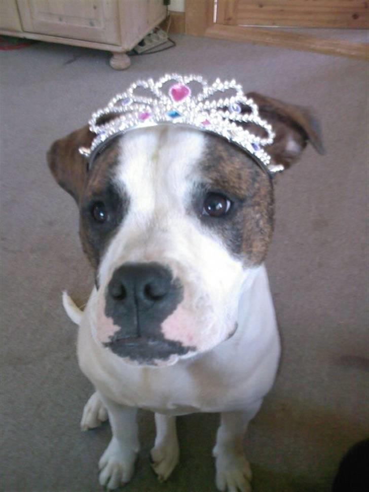 Amerikansk bulldog Cindy billede 7