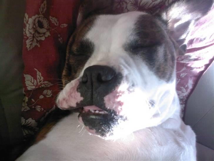 Amerikansk bulldog Cindy billede 8