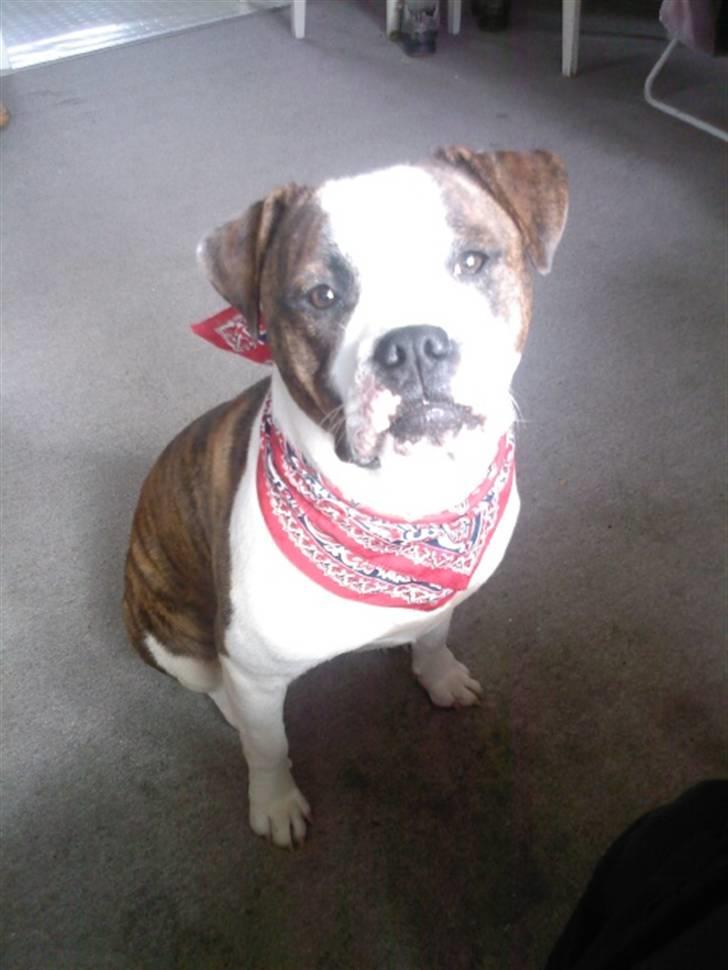 Amerikansk bulldog Cindy billede 9