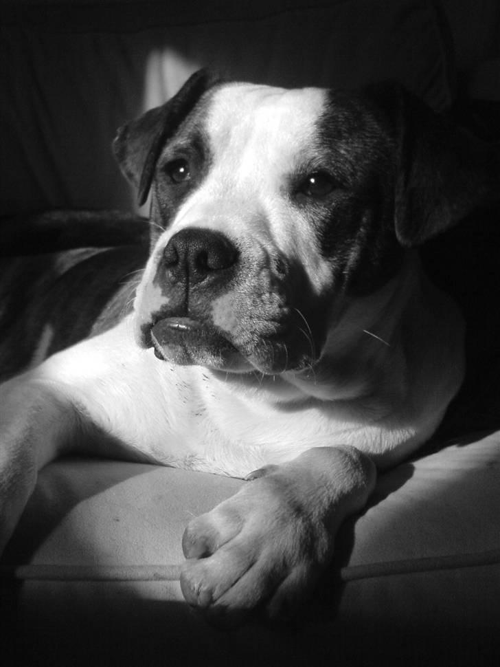 Amerikansk bulldog Cindy billede 10