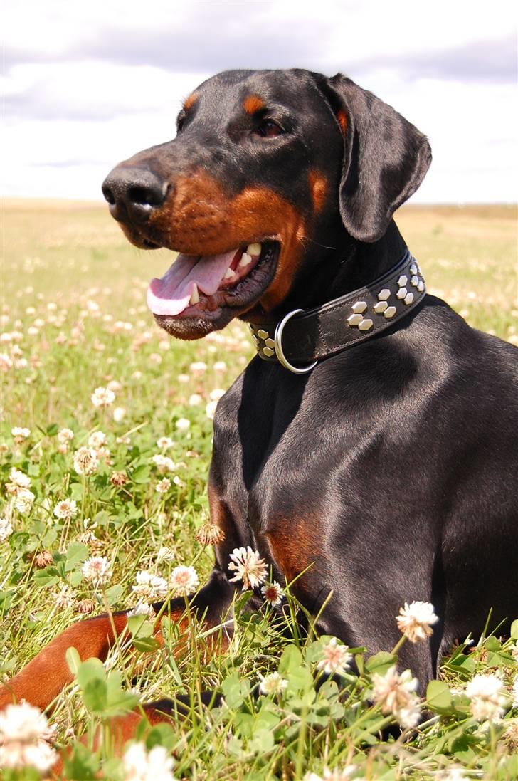 Dobermann Black Ballerina Cody billede 5