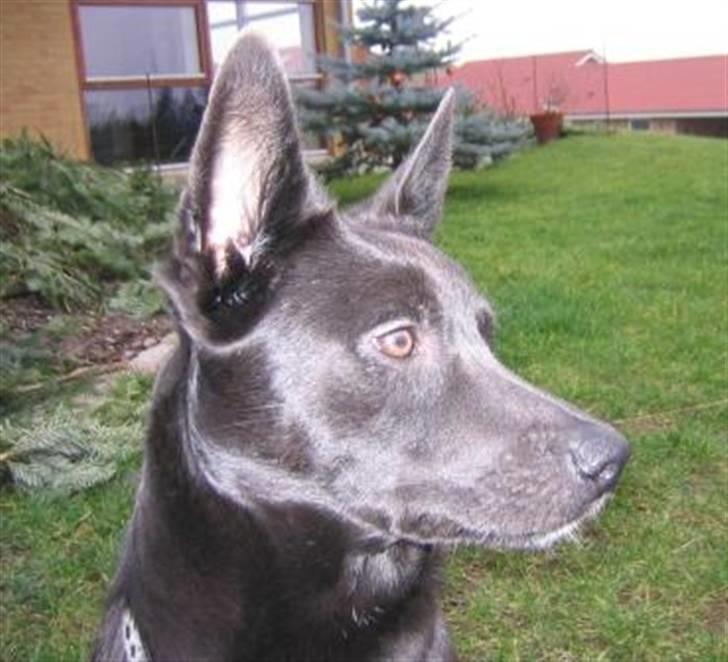 Australsk kelpie Diesel billede 12