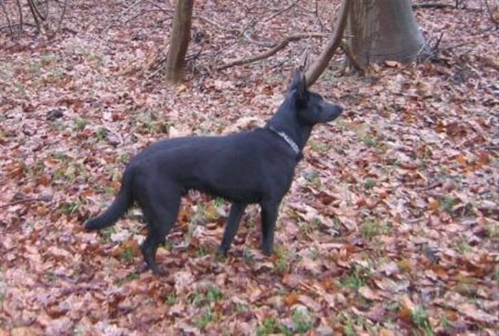 Australsk kelpie Diesel billede 13