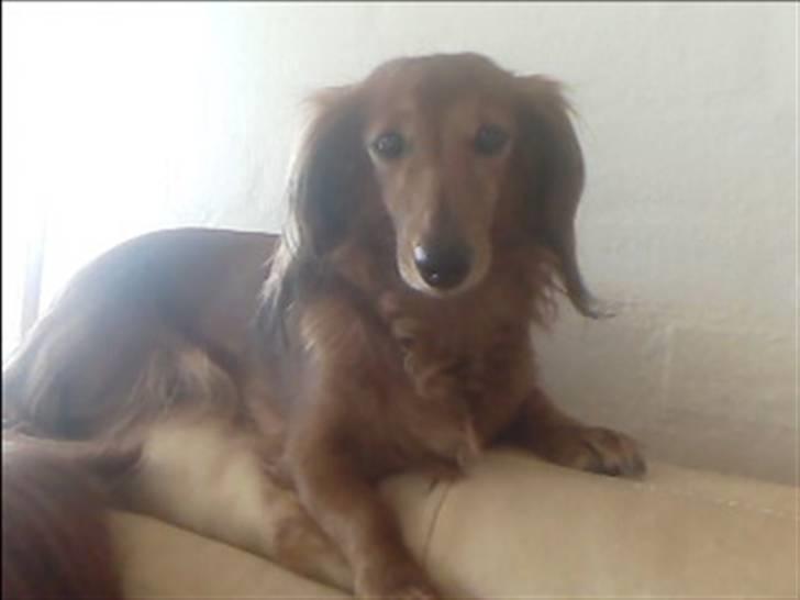 Gravhund Gry billede 1