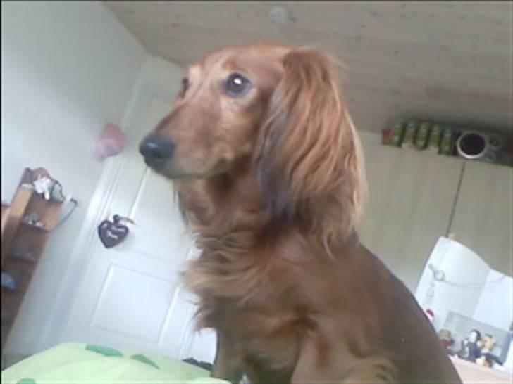 Gravhund Gry billede 2