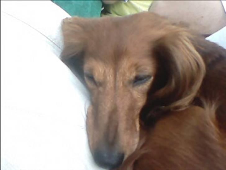 Gravhund Gry billede 3