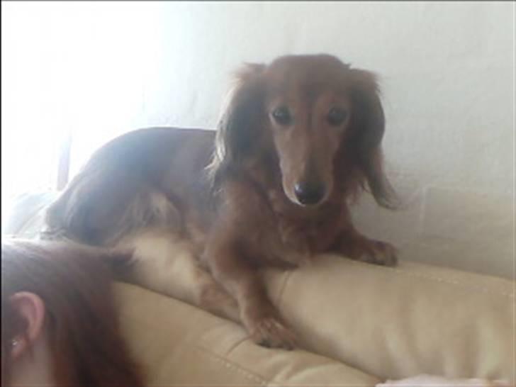 Gravhund Gry billede 4