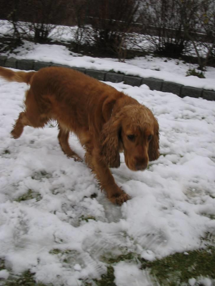 Cocker spaniel Bella - jeg elsker at spise sne men måske skulle jeg ikke have rullet mig i det billede 8