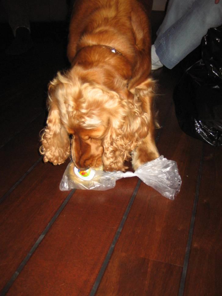 Cocker spaniel Bella - har fået en stor godbid i gave  billede 9