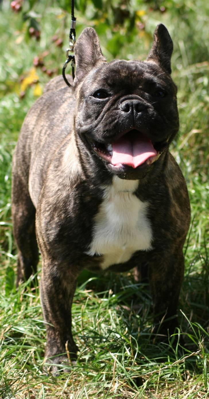 Fransk bulldog Lancome's Øyja billede 12
