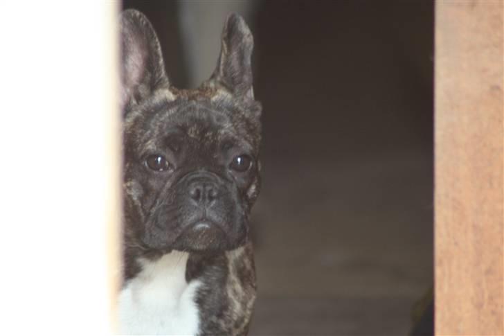 Fransk bulldog Lancome's Øyja billede 13