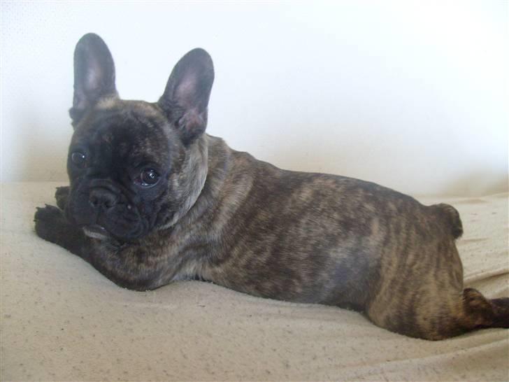 Fransk bulldog Lancome's Øyja billede 14