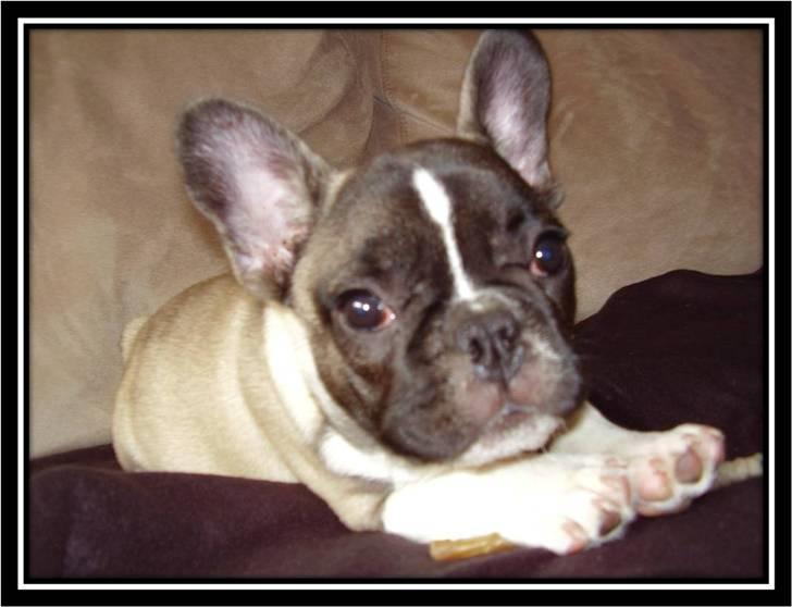 Fransk bulldog Kato *RIP* - Kato som hvalp billede 8